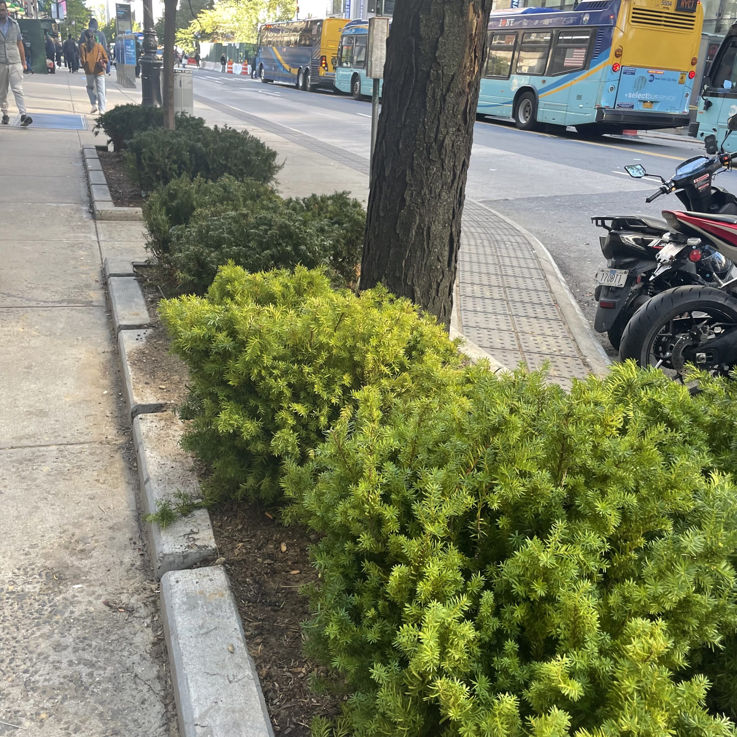 A Breath of Fresh Green: Shrub Update for East 86th Street
